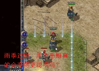 雨季过后,黑色恶蛆真的会变得更聪明吗? 雨季过后,黑色恶蛆真的会变得更聪明吗?